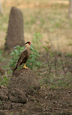 Caracara huppé